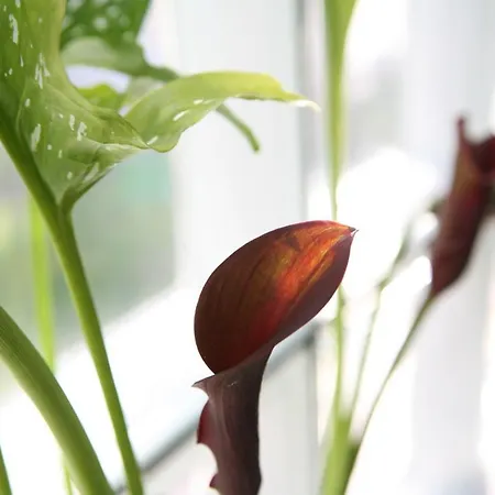 Przy Plazy -pelikan * Dźwirzyno